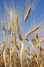 Messi di grano