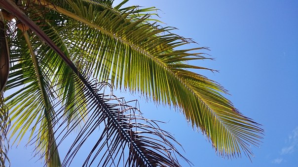 palm